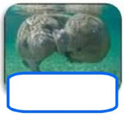 injured_and_entangled_manatees001002.jpg